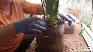 Посадка орхидей. Так, что бы они росли сами.