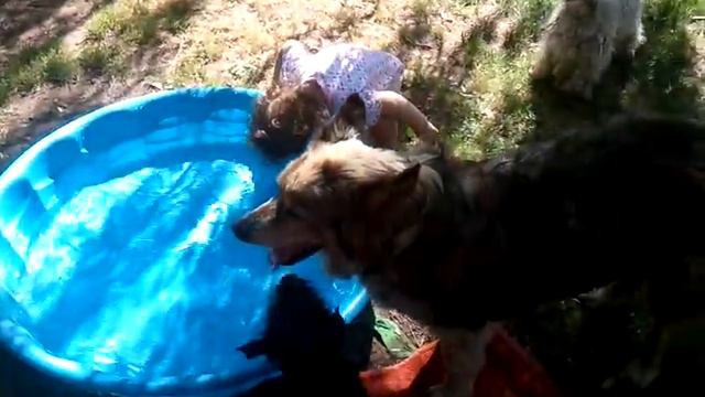 Lavender drinks with her pups! смотреть онлайн