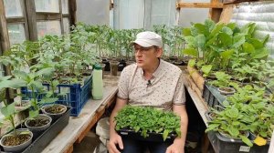 Подкормка рассады томатов, перцев перед высадкой в грунт.