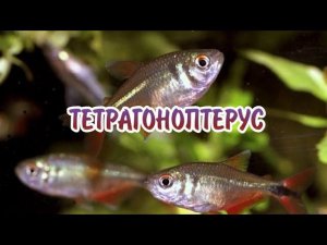 ТЕТРАГОНОПТЕРУС. СОДЕРЖАНИЕ В АКВАРИУМЕ