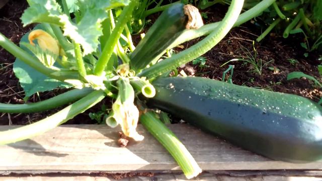 ХЛОРЕЛЛА подкормка кабачков смотреть онлайн