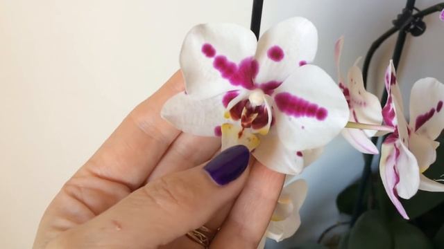 Мои цветущие орхидеи. Фаленопсисы, Седирея Японика, Дендрофаленопсис Тайланд Блэк, Мильтониопсис