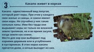 Попугай, живущий в норке. Интересные факты о совином попугае какапо. Видео #14