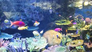 Разноцветные рыбы