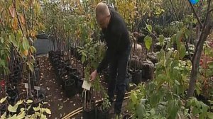 Все о саженцах малины: какие сорта существуют, как правильно выбрать и ухаживать за саженцами.