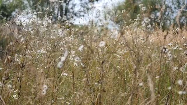 ПОЛЕВЫЕ РОМАШКИ | Нежное Летнее Поле с Ромашками | Релаксируйте с Красивой Природой и Нежной Музыко