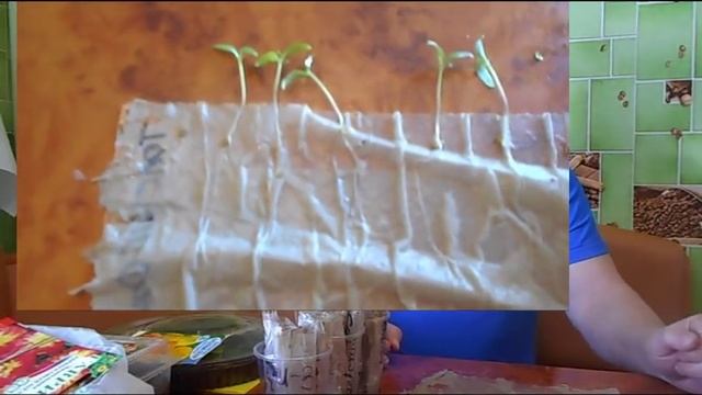 Всхожесть просроченных семян