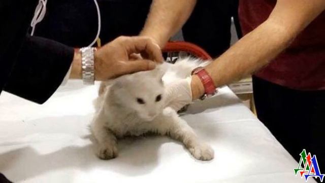 Котика придавила дверь лишив дыхания. Когда его вытащили, он не дышал и все думали, что он погиб… смотреть онлайн