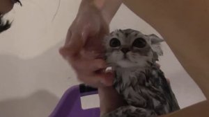 Как помыть котенка! 2,5 месяца.