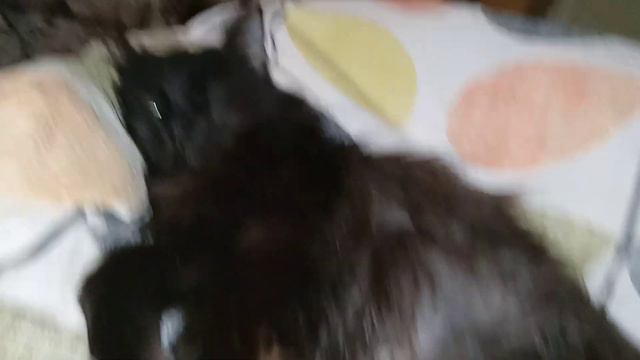 Кошка Бубуся любит Сороку-белобоку". Бубусе 13лет+... Я удочерила ее в этом году смотреть онлайн