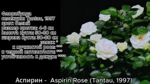Как распускается роза Аспирин -  Aspirin Rose (Tantau, 1997)