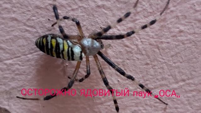 ОСТОРОЖНО ЯДОВИТЫЙ ПАУК,,ОСА,, смотреть онлайн