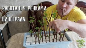 Работа с черенками винограда | Проращивание черенков винограда на воде