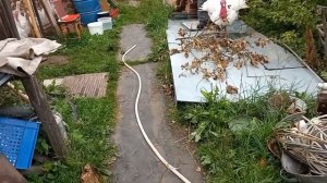Вес индюков хайбрид конвертер в 4,5 месяца