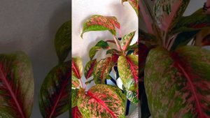 Аглаонема Lychee Red моя любимица, уход