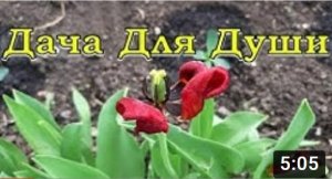 Что посадить после тюльпанов? Эустома - королева сада!???