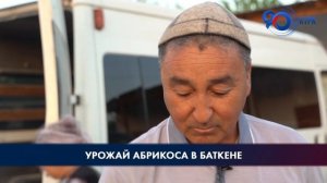 В Баткенской области хороший урожай абрикосов