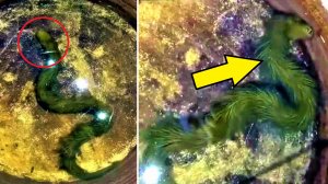 Житель Таиланда нашёл необычную змею с зелёным мехом.