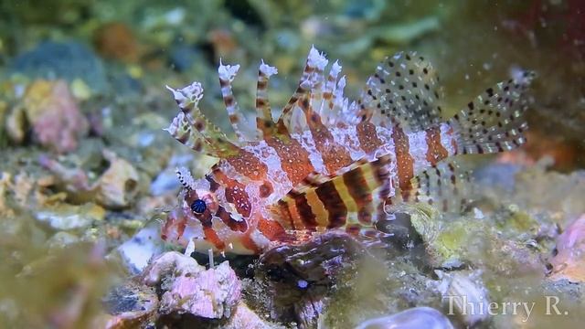 Dwarf Lionfish, Dendrochirus brachypterus in Sydney Harbour, Australia смотреть онлайн