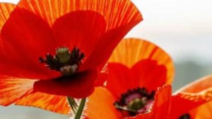 Доброго настроения - добрый день - открытки