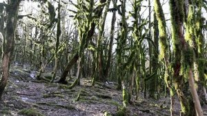 Каньон Псахо самостоятельно ➤как добраться ➤отзывы ➤что посмотреть и куда сходить в Сочи?Просочилис