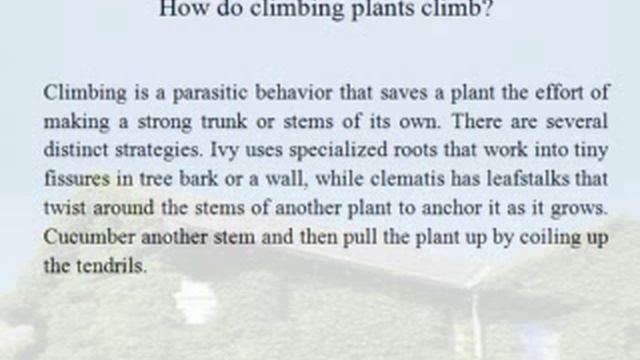 How do climbing plants climb?