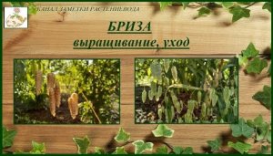 Бриза большая (трясунка) выращивание из семян, элегантный и неприхотливый злак