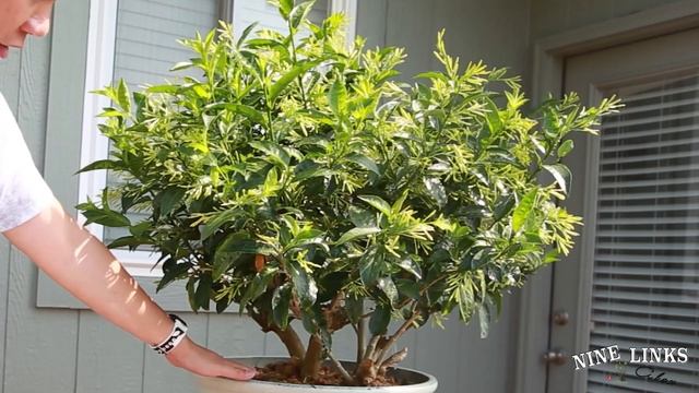 Small update on the night blooming jasmine, cestrum nocturnum. смотреть онлайн