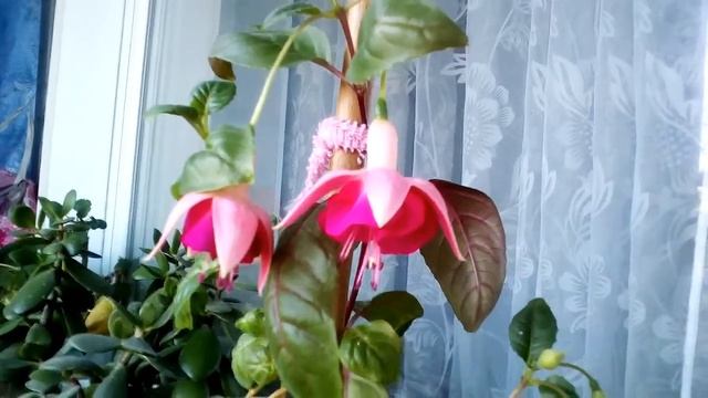 Фуксия Garden News, мои комнатные растения,  мои комнатные цветы.