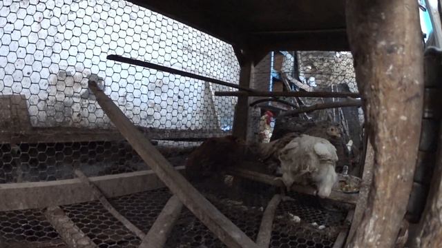 Подкормка комбикормом "Старт" смотреть онлайн