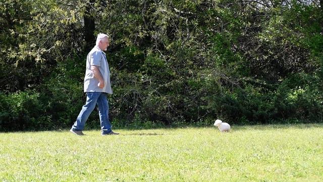 Skipper--Beautiful AKC English Labrador Retriever смотреть онлайн