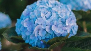 Красивый Нашид...?✨