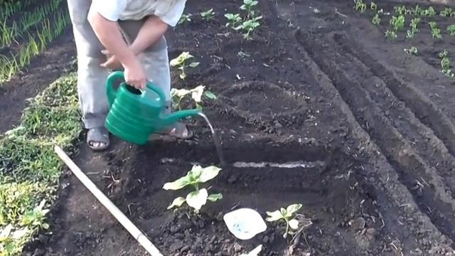 Сеем редьку в огороде. Редька Клык слона смотреть онлайн