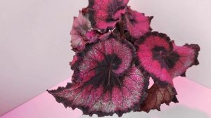 Яркая красавица бегония Lazer Light❤️?❤️