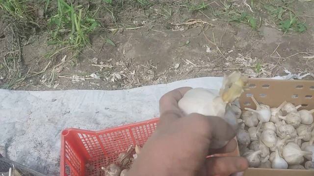 Чеснок . Подготовка к продаже