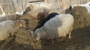 10.01.2022. Выгодно или нет содержать овец?