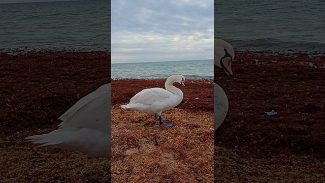 Лебедь — это птица, которая воплощает в себе все самое лучшее, что есть в природе.