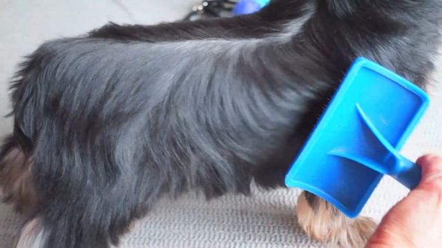 на продажу сука йоркширского терьера 3.5 мес с род РКФ без недостатков смотреть онлайн