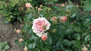 Роза Минерва, Эбб Тайд и...розы... #саженцыроз #розывсаду #цветениероз