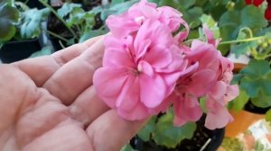 Toscana Primo Erke Pink. Плющелистная пеларгония.