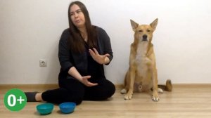 Лакомство при дрессировке собак - какое выбрать?