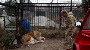Нужно СПАСАТЬ ЛЬВЁНКА, иначе его съедят!