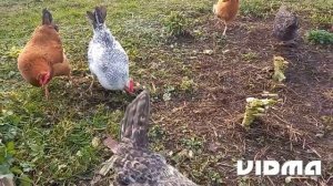 Лысые куры. Чем помочь?