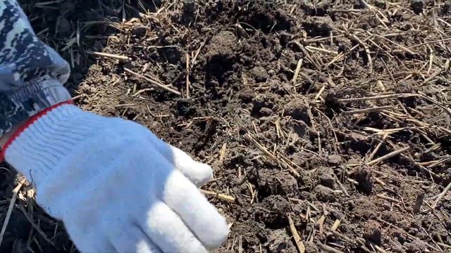 Видео: почвенные условия для посева органической гречихи смотреть онлайн