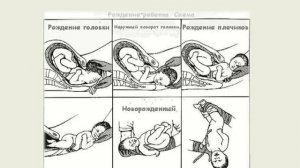 5 урок Необходимый минимум знаний о процессе родов
