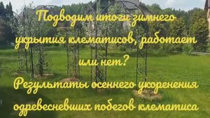 Итоги зимнего укрытия клематисов, работает или нет? Размножение клематисов одревесневшими побегами.