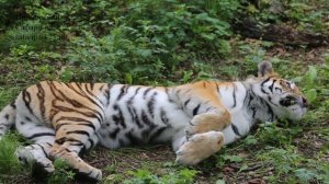 ТАЙГА И АМУР. 2022 г.