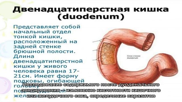 Разница между гастритом и гастродуоденитом смотреть онлайн