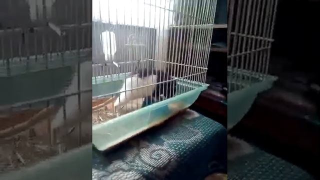 Купила ручную крысу))). Дамбо-Феликс!!!