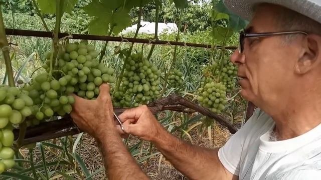 Удаление ягод из слишком плотных гроздей, прореживание гроздей винограда